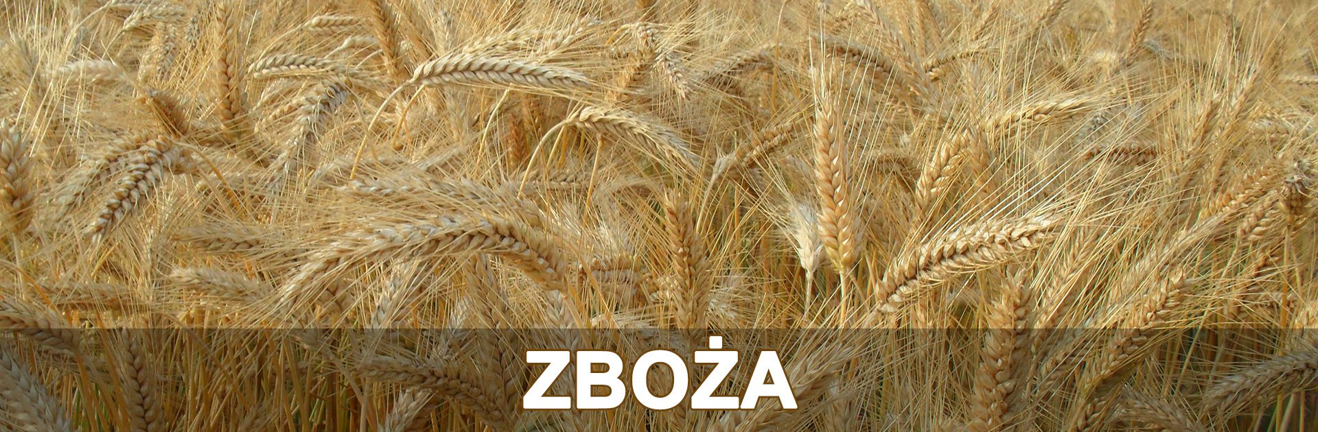 zboża